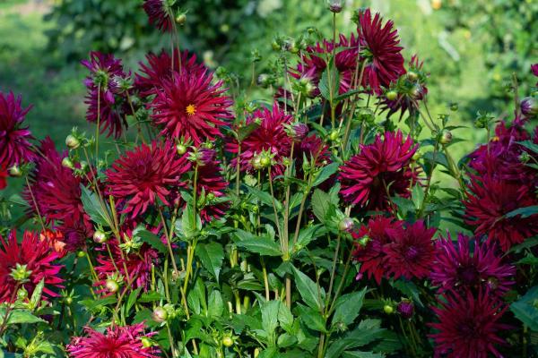 Types of Dahlias - Dahlia Varieties - Dahlia ‘Chat Noir’