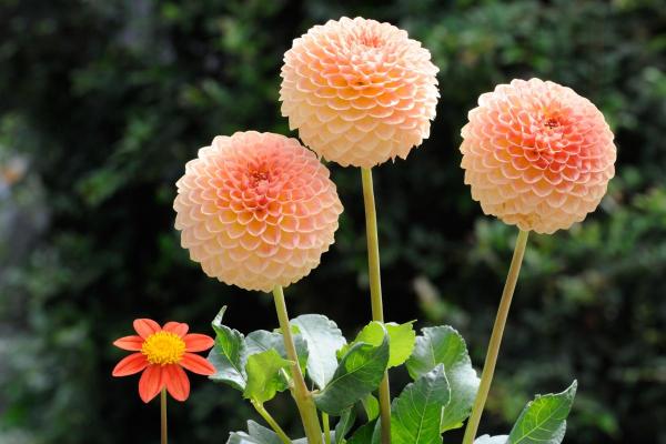 What Are Perennial Plants? - Dahlia (Dahlia spp.)