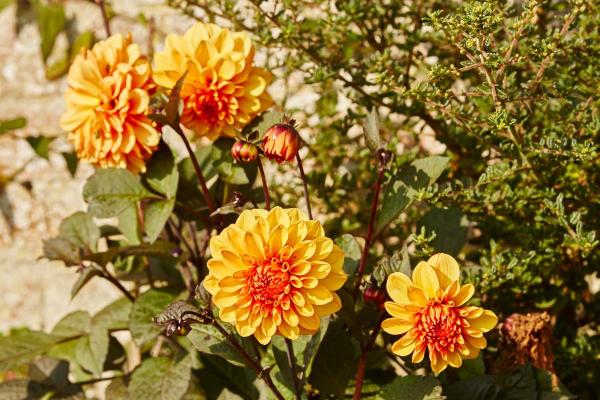 Types of Dahlias - Dahlia Varieties - Dahlia ‘David Howard’