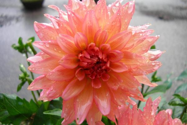 Types of Dahlias - Dahlia Varieties - Dahlia ‘Gallery Leonardo’