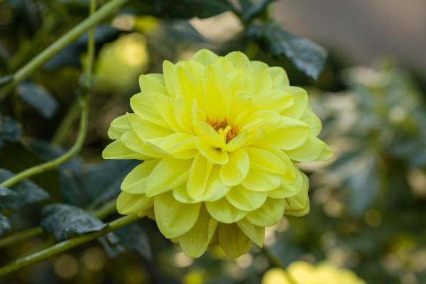 Types of Dahlias - Dahlia Varieties - Dahlia ‘Glorie van Heemstede’