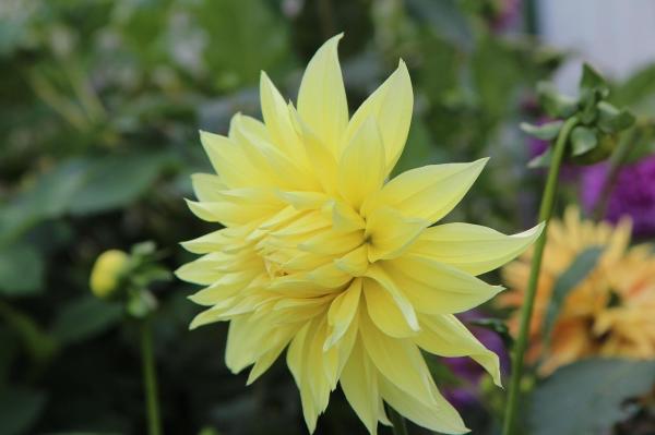 Types of Dahlias - Dahlia Varieties - Dahlia ‘Hamari Sunshine’
