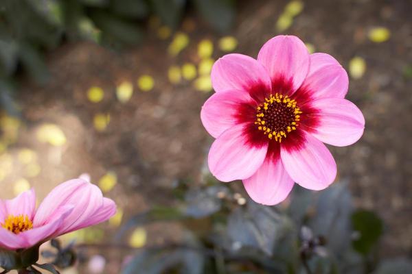 Types of Dahlias - Dahlia Varieties - Dahlia ‘Happy Single Wink’
