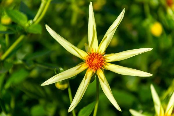 Types of Dahlias - Dahlia Varieties - Dahlia ‘Honka’