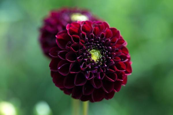Types of Dahlias - Dahlia Varieties - Dahlia ‘Karma Choc’