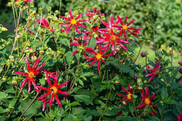 Types of Dahlias - Dahlia Varieties - Dahlia ‘Marie Schnugg’