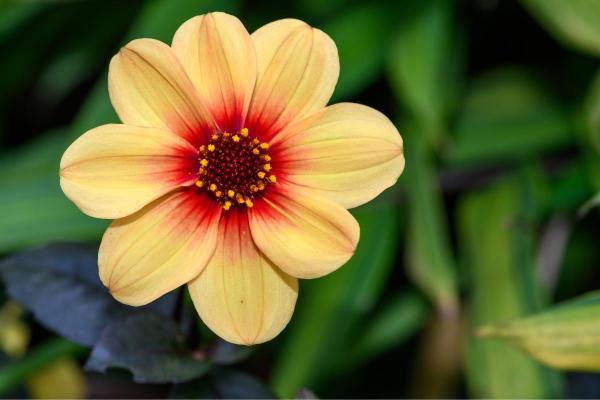 Types of Dahlias - Dahlia Varieties - Dahlia ‘Moonfire’