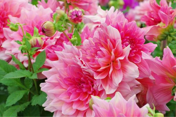 Types of Dahlias - Dahlia Varieties - Dahlia ‘Otto's Thrill’