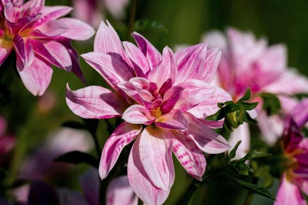 Types of Dahlias - Dahlia Varieties - Dahlia ‘Pink Giraffe’