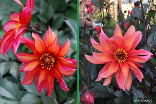 Types of Dahlias - Dahlia Varieties - Dahlia ‘Waltzing Mathilda'