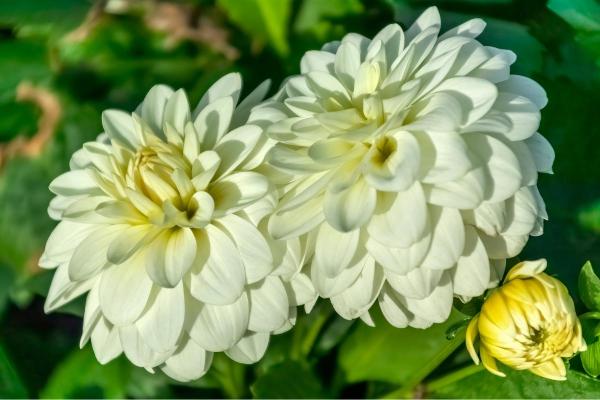Types of Dahlias - Dahlia Varieties - Dalia ‘Gallery Art Fair’