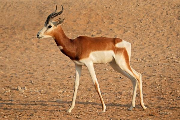 Different Gazelle Species - Dama gazelle (Nanger dama)