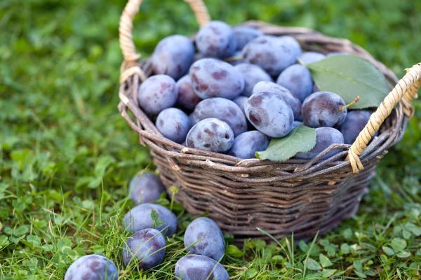 Plum Varieties - Different Kinds of Plums - Damson plum (Prunus insititia)