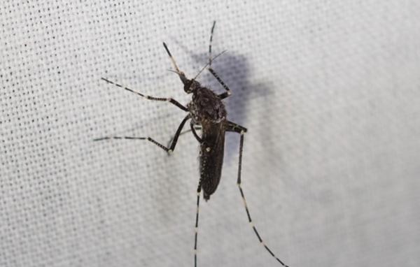 Different Types of Mosquitoes - Mosquito Species - Dark ricefield mosquito (Psorophora columbiae)