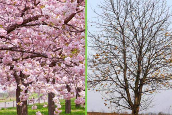 Different Types of Trees - Deciduous trees