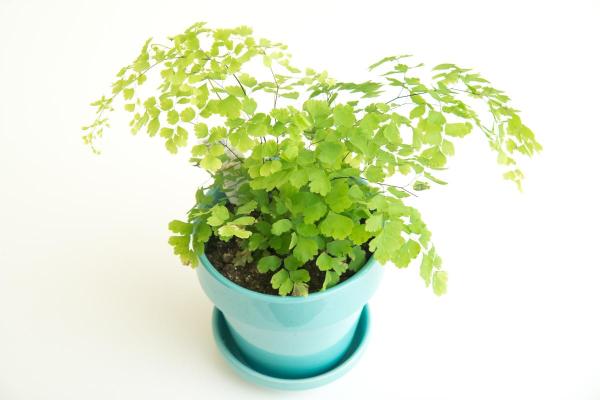 How to Care for Indoor Ferns - Delta maidenhair fern (Adiantum raddianum)