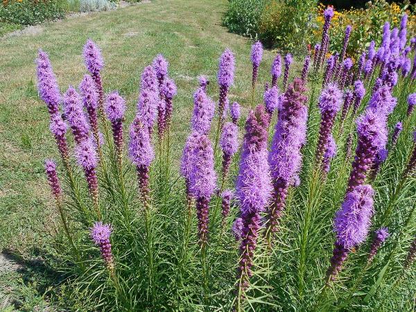 Purple Flowering Plants for Your Home or Garden - Dense blazing star