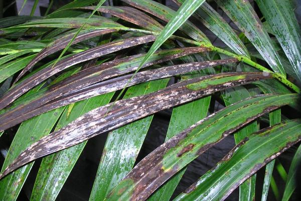 My Kentia Palm Leaves Are Turning Brown - depleted soil