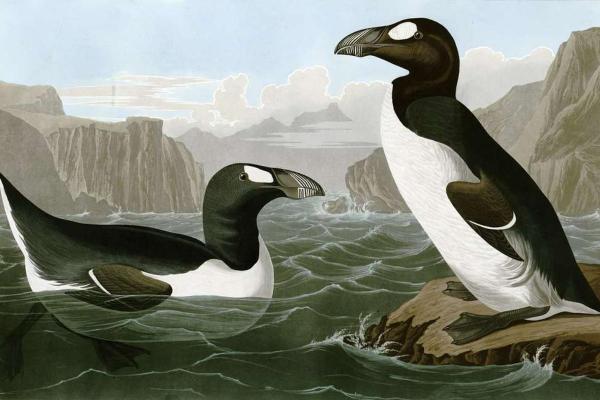 Why Did the Great Auk Go Extinct? - Description of the great auk