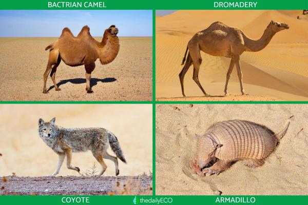 What Is the Climate in the Desert Like? - Desert climate fauna