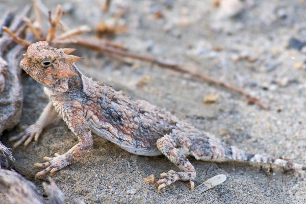 Different Types of Lizards - Desert horned lizard