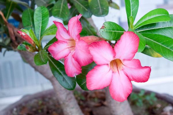 Large and Hardy Indoor Plants - Desert rose (Adenium obesum)
