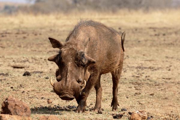 Different Types of Swine Species - Desert warthog (Phacochoerus aethiopicus)