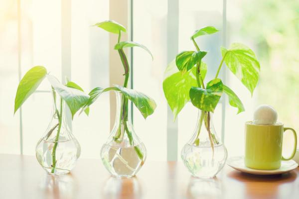 Indoor Plants That Grow in Water - Devil's ivy