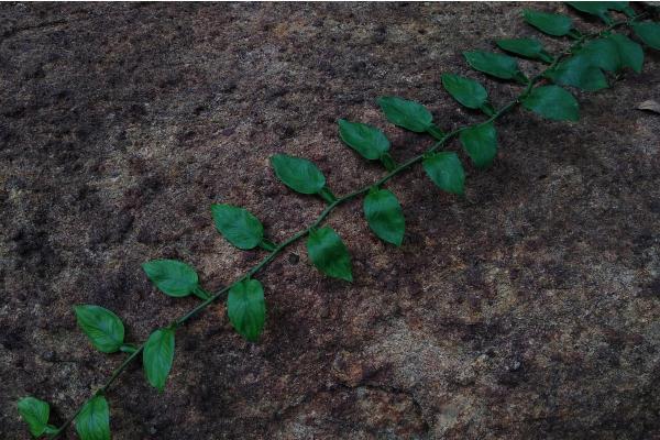 Different Pothos Plant Varieties - Devil's Ivy or Pothos scandens