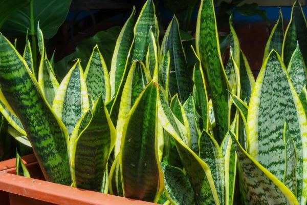 The Best Partial-Shade Plants - Devil's tongue
