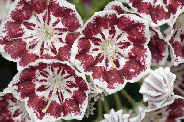 Types of Carnations - Dianthus Plant Species - Dianthus 'raspberry swirl' (Pink)