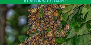 Diapause in Insects - Meaning With Examples