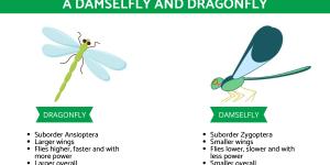 Difference Between a Damselfly and Dragonfly