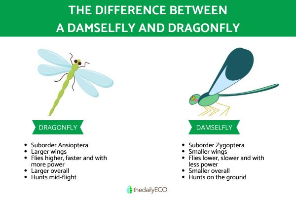 Difference Between a Damselfly and Dragonfly