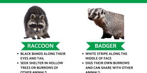 Difference Between Badger vs. Raccoon