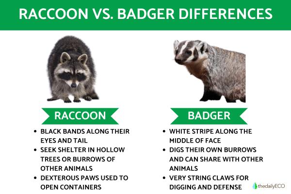 Difference Between Badger vs. Raccoon