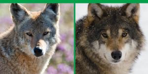 Difference Between Coyotes and Wolves