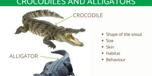 Difference Between Crocodiles and Alligators