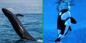 Difference Between False Killer Whale vs. Orca