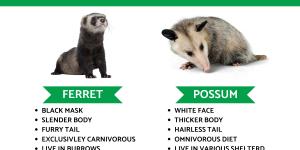 Difference Between Ferret Vs. Possum