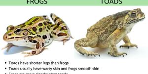 Difference Between Frogs and Toads