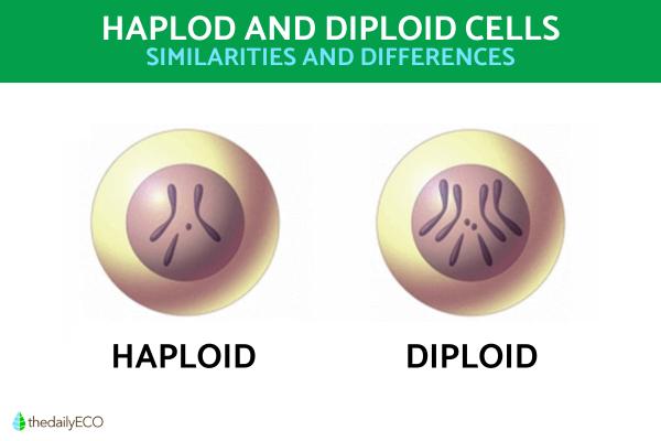 Difference Between Haploid and Diploid Cells