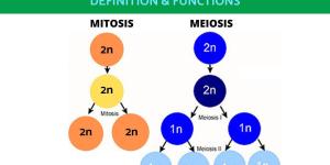 Difference Between Mitosis and Meiosis in Cell Division