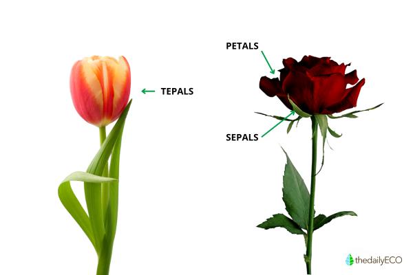 What Are Tepals in a Flower? - Difference between petals and tepals