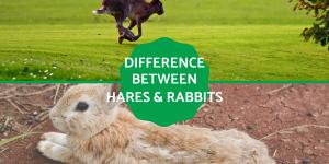 Difference Between Rabbits and Hares