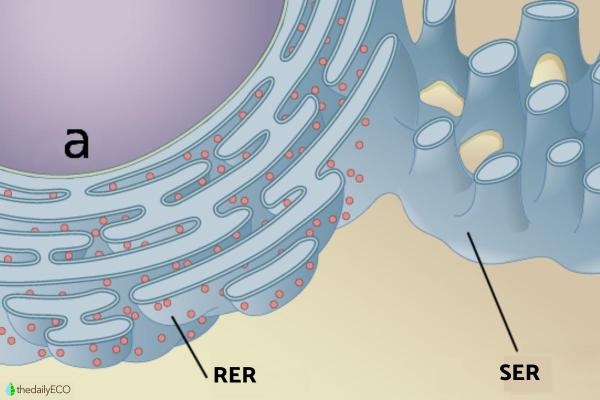 What Is the Smooth Endoplasmic Reticulum and Its Function? - Difference between smooth and rough endoplasmic reticulum