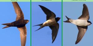 Difference Between the Swift, Swallow and House Martin