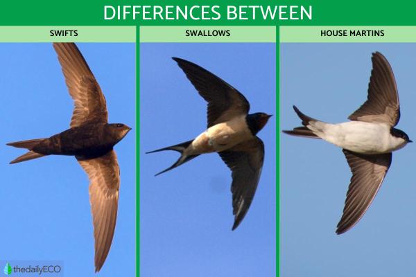 Difference Between the Swift, Swallow and House Martin