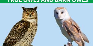 Difference Between True Owls and Barn Owls