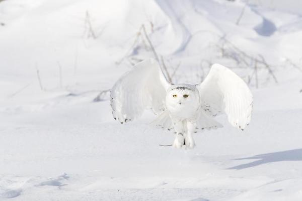 Difference Between True Owls and Barn Owls -